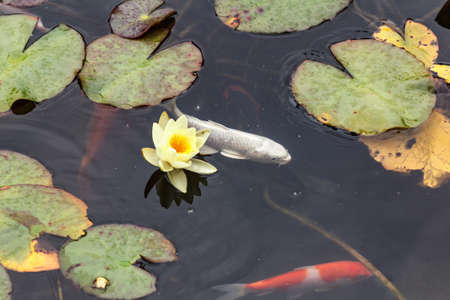 Lily, gold fish and marsh grasses in a man made pond.の写真素材