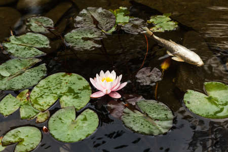 Lily, gold fish and marsh grasses in a man made pond.の写真素材