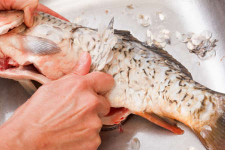 Gutting of freshly caught fish carp, washing sink, cleaning scales