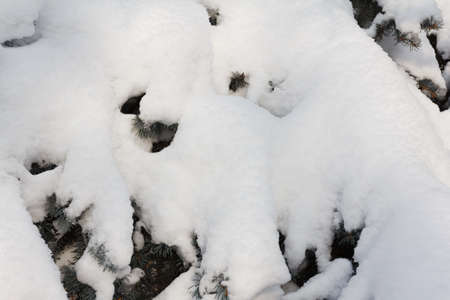 Spruce Branch Snow Flakes. Christmas Holidays Background