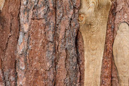 Background bark wooden planks rough work, close-upの写真素材