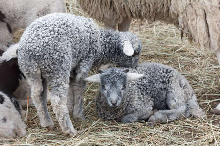 Little lamb young gray. Located in nature