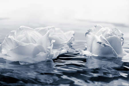 Beautiful fresh rose with drops on the petals and reflection in the water, it can be used as backgroundの写真素材