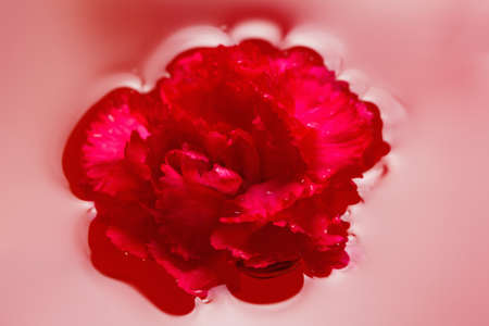 Fresh carnation with drops on the petals and reflection in the red water backgroundの写真素材