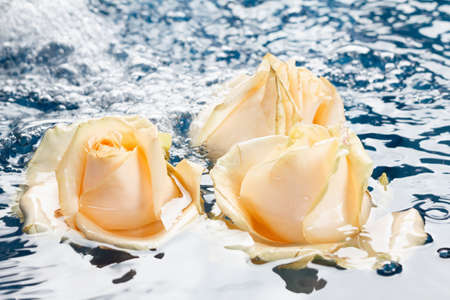 Beautiful fresh roses with drops on the petals and reflection, floating in a blue water backgroundの写真素材