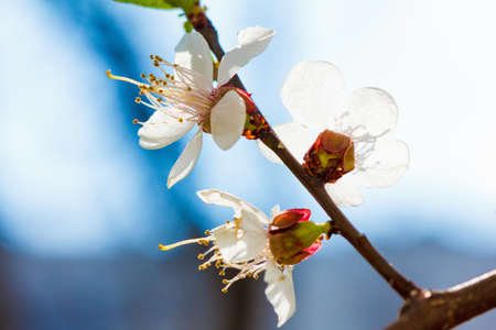 Spring flowers bloom on the trees. Macro shot of a park or garden