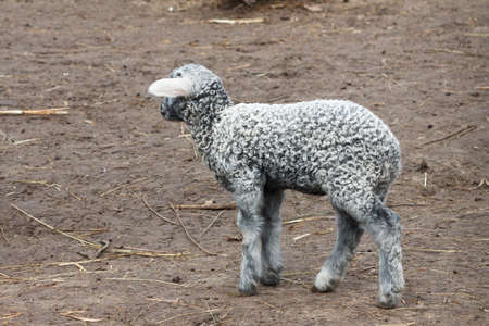 Little lamb young gray. Located in nature