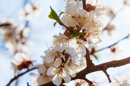 Spring flowers bloom on the trees. Macro shot of a park or garden