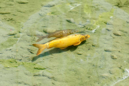 Fish swimming in the pond with muddy bottoms, closeupの写真素材