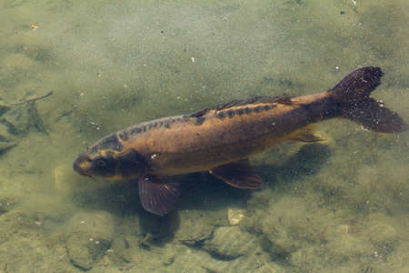 Fish swimming in the pond with muddy bottoms, closeupの写真素材