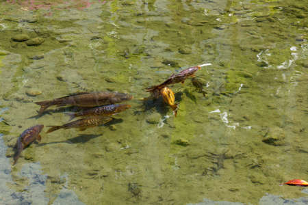 Fish swimming in the pond with muddy bottoms, closeupの写真素材