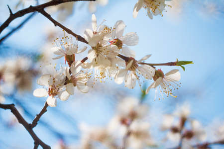 Spring flowers bloom on the trees. Macro shot of a park or gardenの写真素材