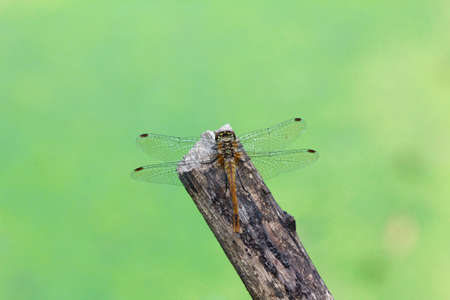 Dragonfly on a twig, summer day at the pond. Green background