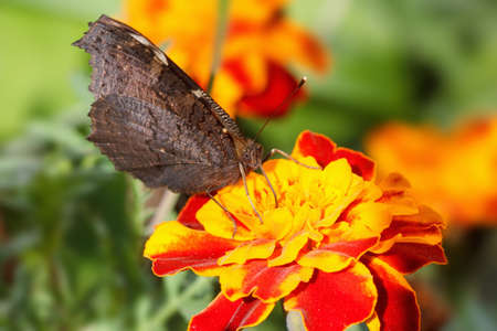 Nymphalidae, colorful butterfly peacock eye. Occurs in Europe, common in Germany and Russiaの写真素材