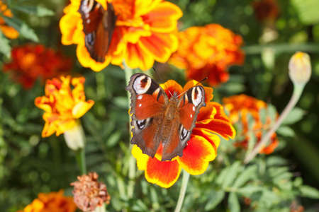 Nymphalidae, colorful butterfly peacock eye. Occurs in Europe, common in Germany and Russiaの写真素材