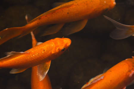 Colorful goldfish Japanese koi carp swimming in the pond