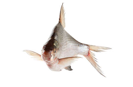 bream fish isolated on white background closeupの写真素材