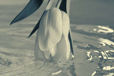 Black and white tulip with water closeup monochromeの写真素材