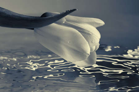Black and white tulip with water closeup monochromeの写真素材