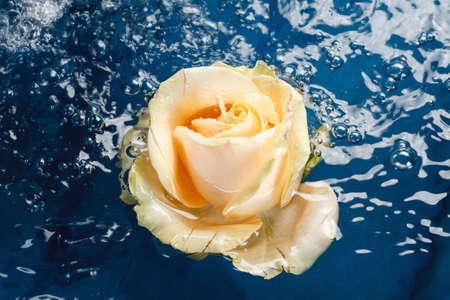 Beautiful fresh roses with drops on the petals and reflection, floating in a blue water backgroundの写真素材