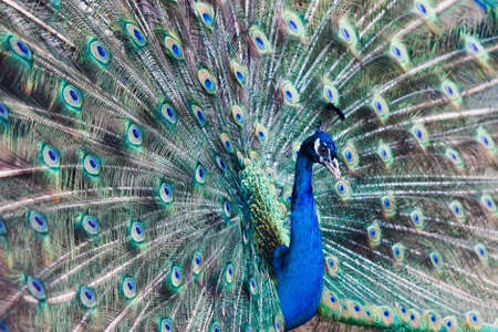 Peacock opened the beautiful colored tail, mating dance