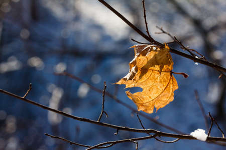 Autumn leafs under snow, frosted brunch in winter time
