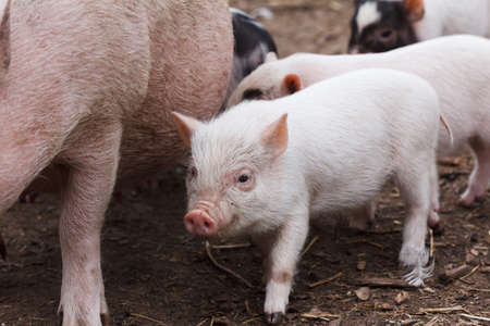 Fertile sow and piglets suckling milk on farmの写真素材
