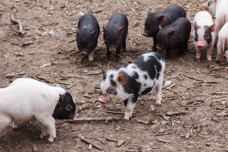 Cute little piglets running around on the farmの写真素材