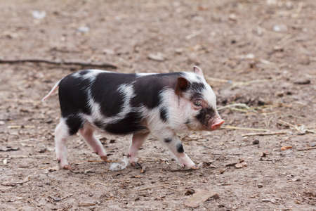 Cute little piglet running around on the farm