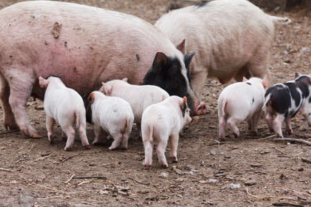 Fertile sow and piglets suckling milk on farm