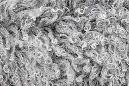 Lambswool texture, background close up. Soft sheep wool with curlsの写真素材