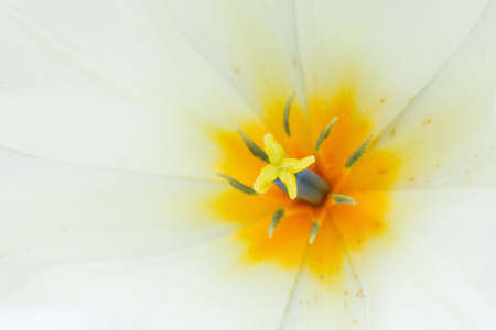 Closeup photo of white tulip core, abstract floral background, petals of flower, spring time nature detailの写真素材