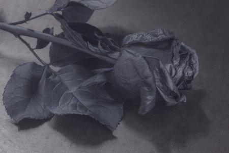 Black Rose. Concept, symbol of sorrow, melancholy and sad mood. Depression, farewell and love. St. Valentine's Dayの写真素材