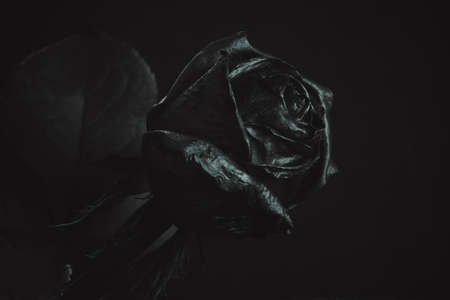 Black Rose. Concept, symbol of sorrow, melancholy and sad mood. Depression, farewell and love. St. Valentine's Dayの写真素材