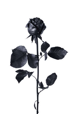 Black rose isolated on white background close-upの写真素材