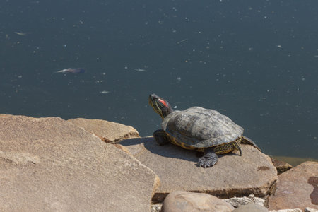 Red eared slider turtle. Trachemys scripta elegans. Close up portraitの写真素材
