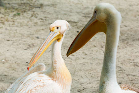 Cute white pelicans with big beak closeupの写真素材