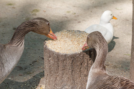 Domestic bird goose on the farm near the troughの写真素材