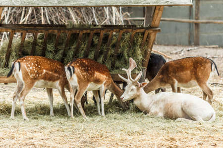 Deer eating grass food nature animal outdoors.の写真素材