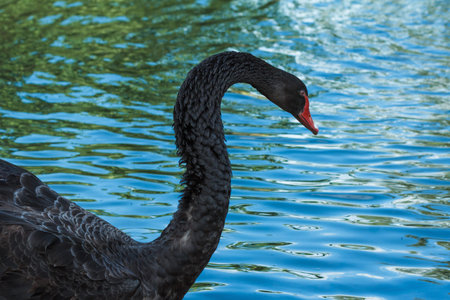 Black swan swimming lake water summer nature.
