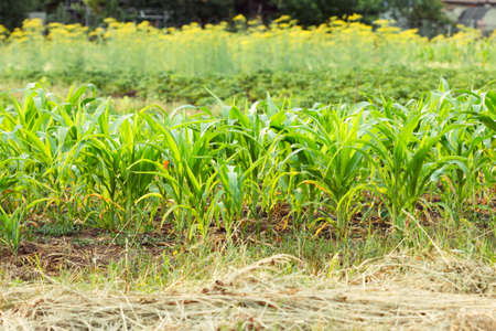 Corn and vegetables on a bed. Crop and agriculture.の写真素材