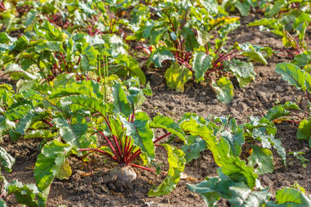 Rows of sugar beet in field. Rural scene. Crop and farmingの写真素材