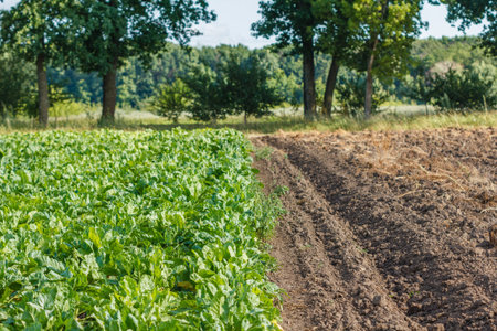 Rows of fodder beet on the field. Rural scene. Crop and farmingの写真素材