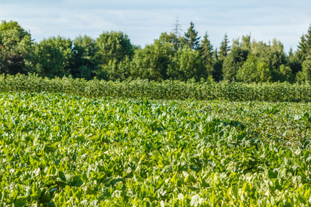 Rows of fodder beet on the field. Rural scene. Crop and farmingの写真素材