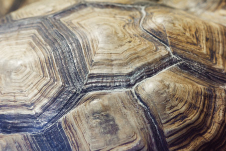Turtle's back background texture abstract pattern nature.の写真素材