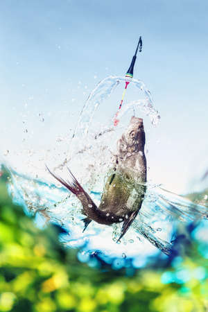 Catching a big fish with a fishing pole close-up bream under water viewの写真素材
