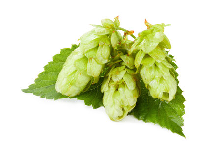 Hops isolated on white background, plant agriculture craft.の写真素材