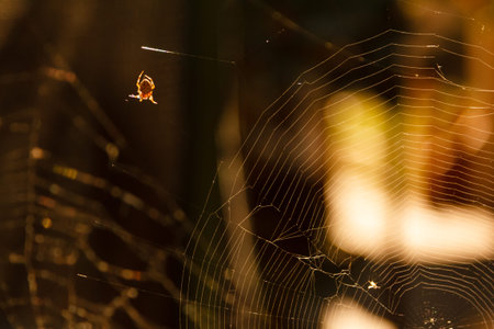 Spider web macro nature morning insect background