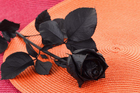 Black rose flower on orange colored background. Greeting card design with a luxury rose.の写真素材