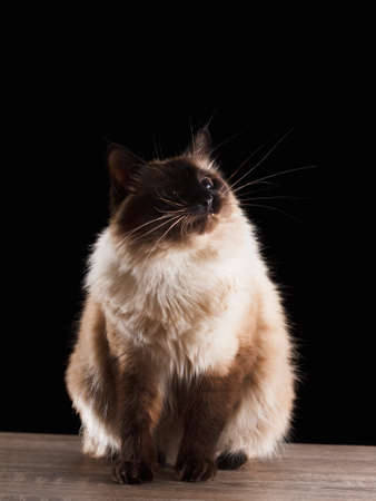 Beautiful balinese cat portrait with blue eyes isolated on black close upの写真素材